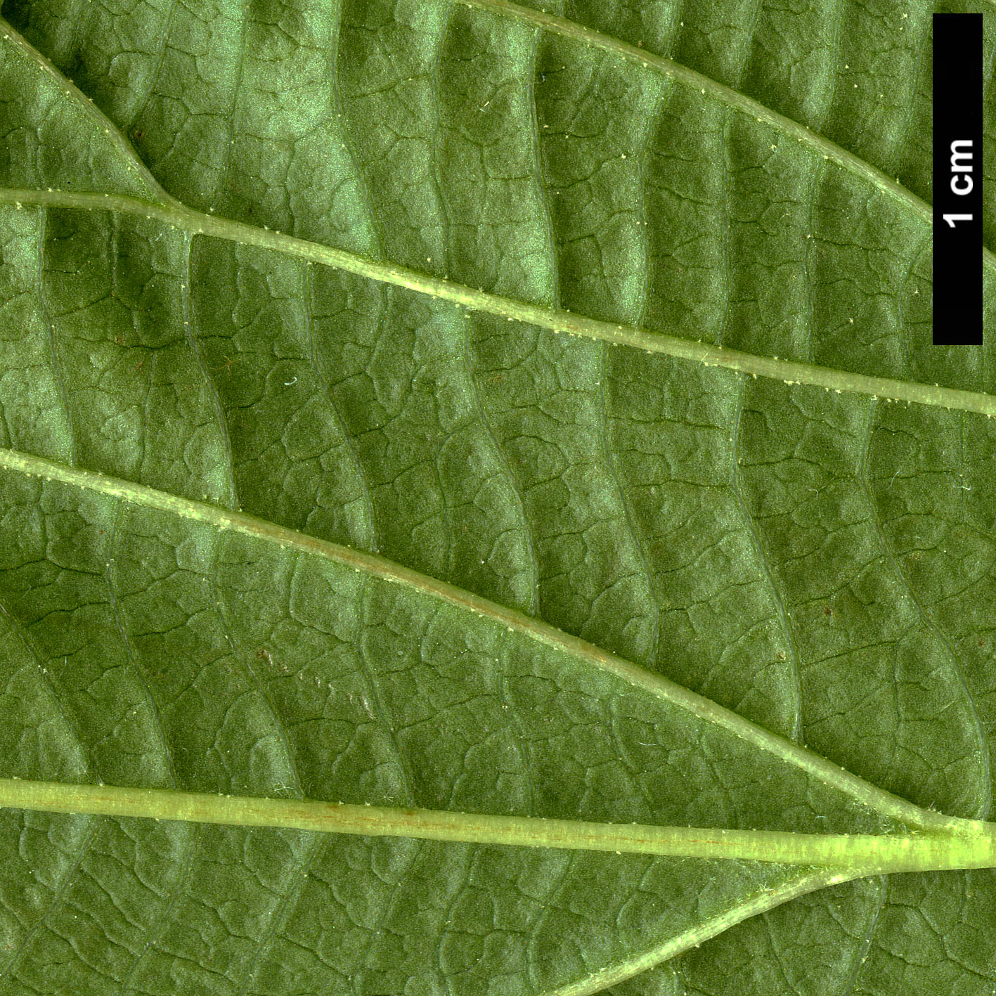 High resolution image: Family: Adoxaceae - Genus: Viburnum - Taxon: nervosum